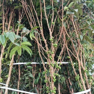 有大量沙巴，艾斯卡嘉宝果出售欢迎大家订购[握手]