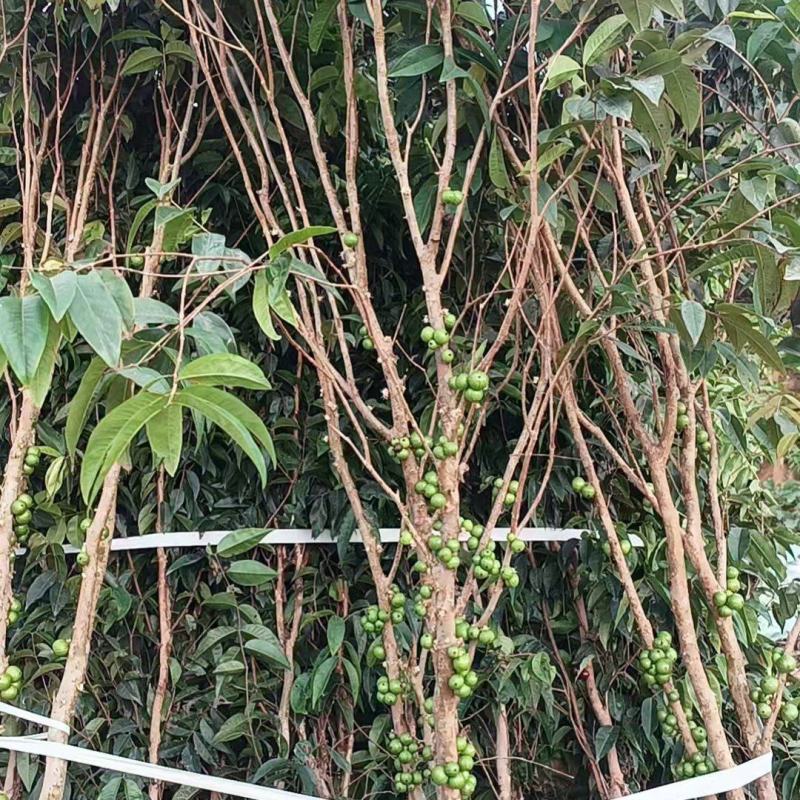 有大量沙巴，艾斯卡嘉宝果出售欢迎大家订购[握手]