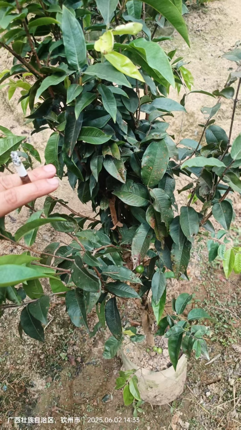 有大量沙巴，艾斯卡嘉宝果出售欢迎大家订购[握手]