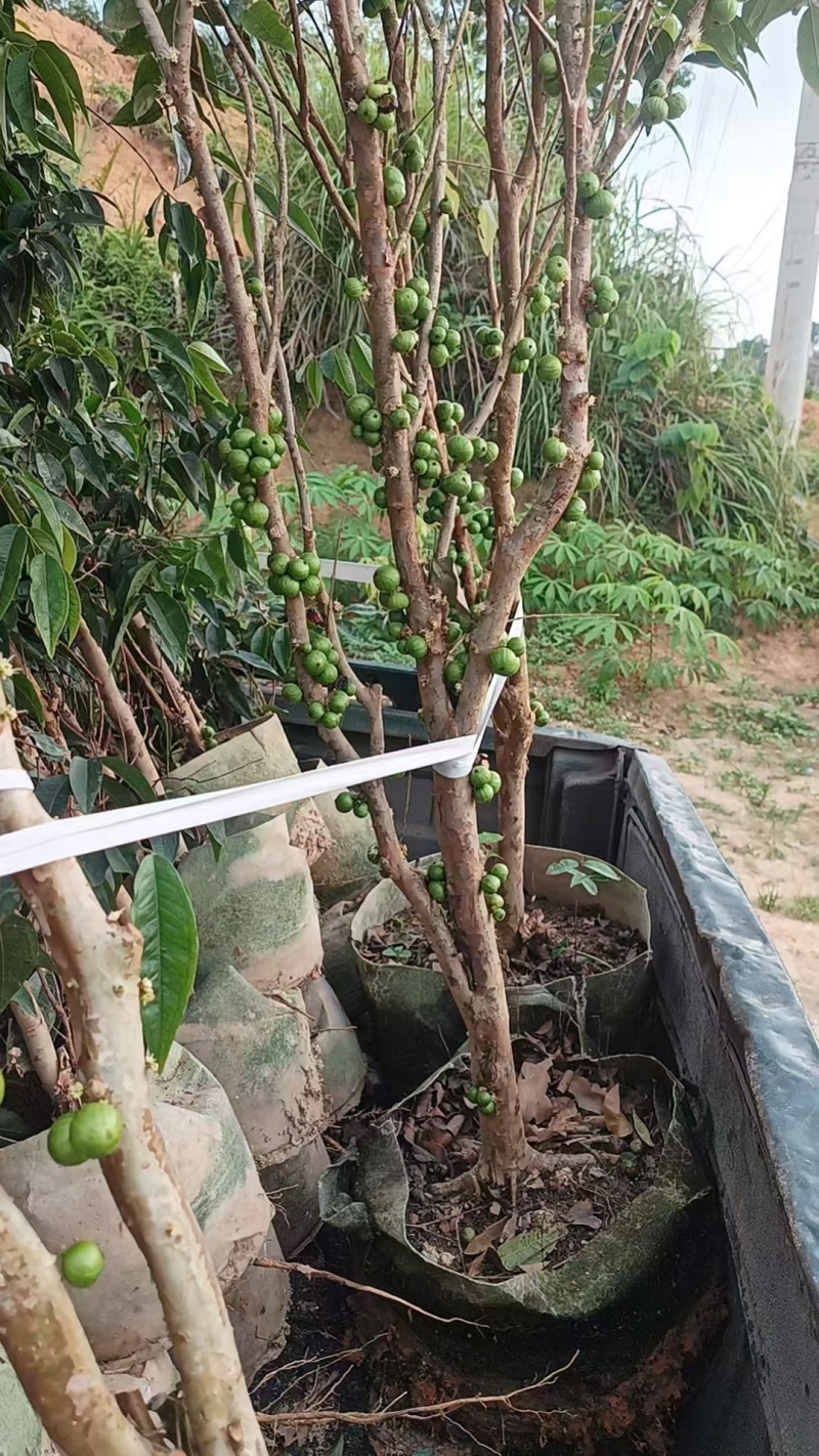 有大量沙巴，艾斯卡嘉宝果出售欢迎大家订购[握手]