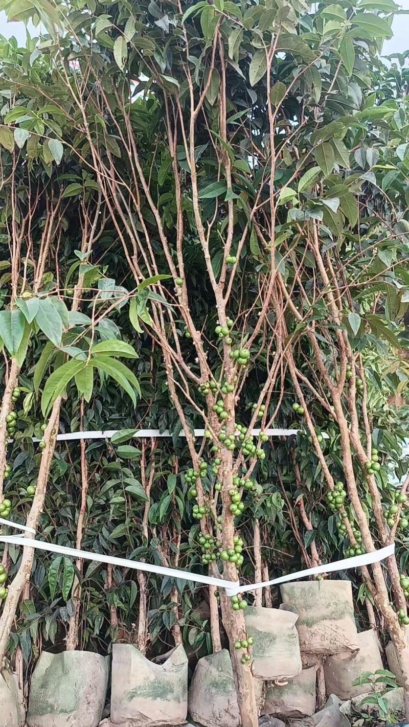 有大量沙巴，艾斯卡嘉宝果出售欢迎大家订购[握手]