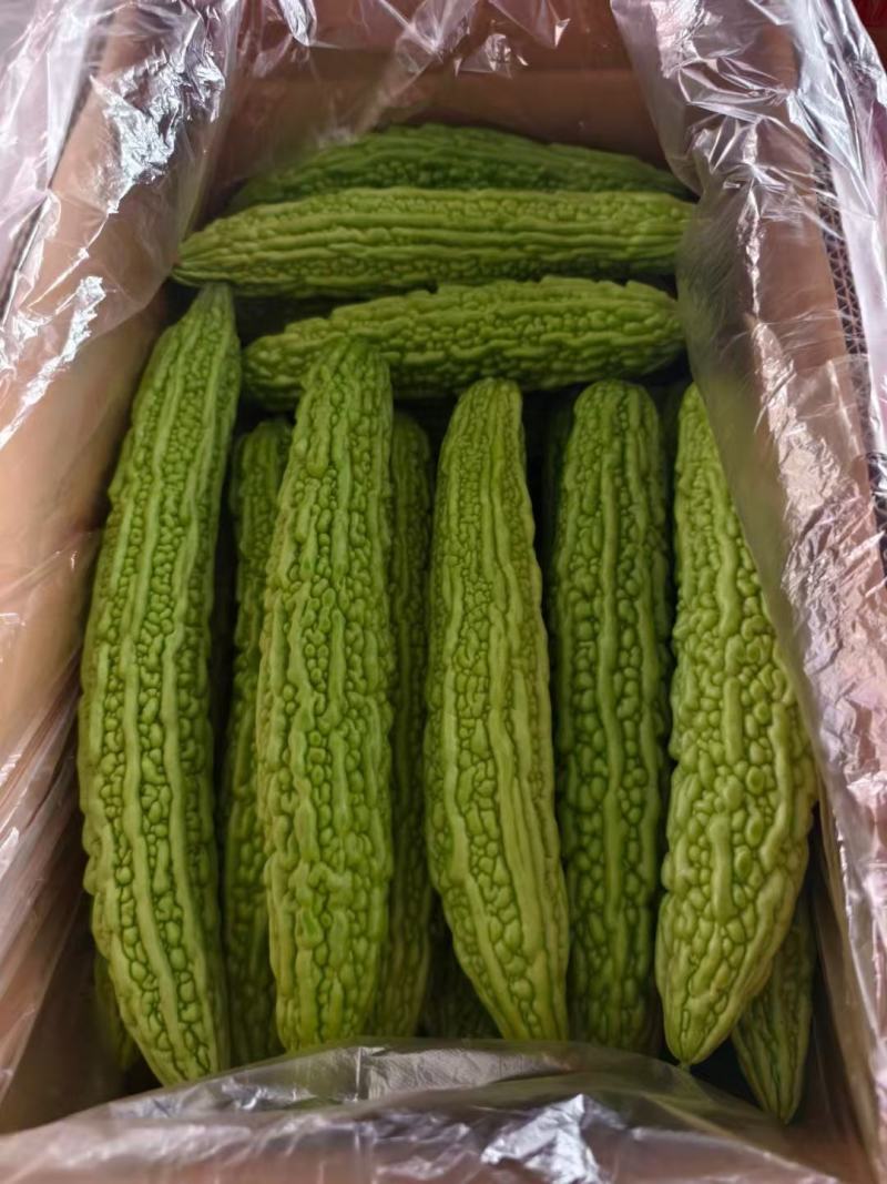 精品油苦瓜,产地直发，大量有货，欢迎各位老板咨询采购