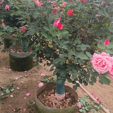 风车茉莉花