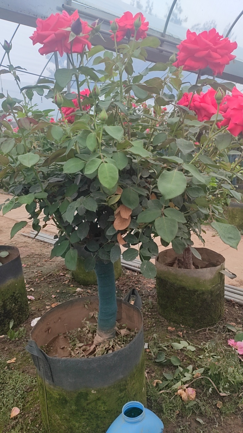 风车茉莉花
