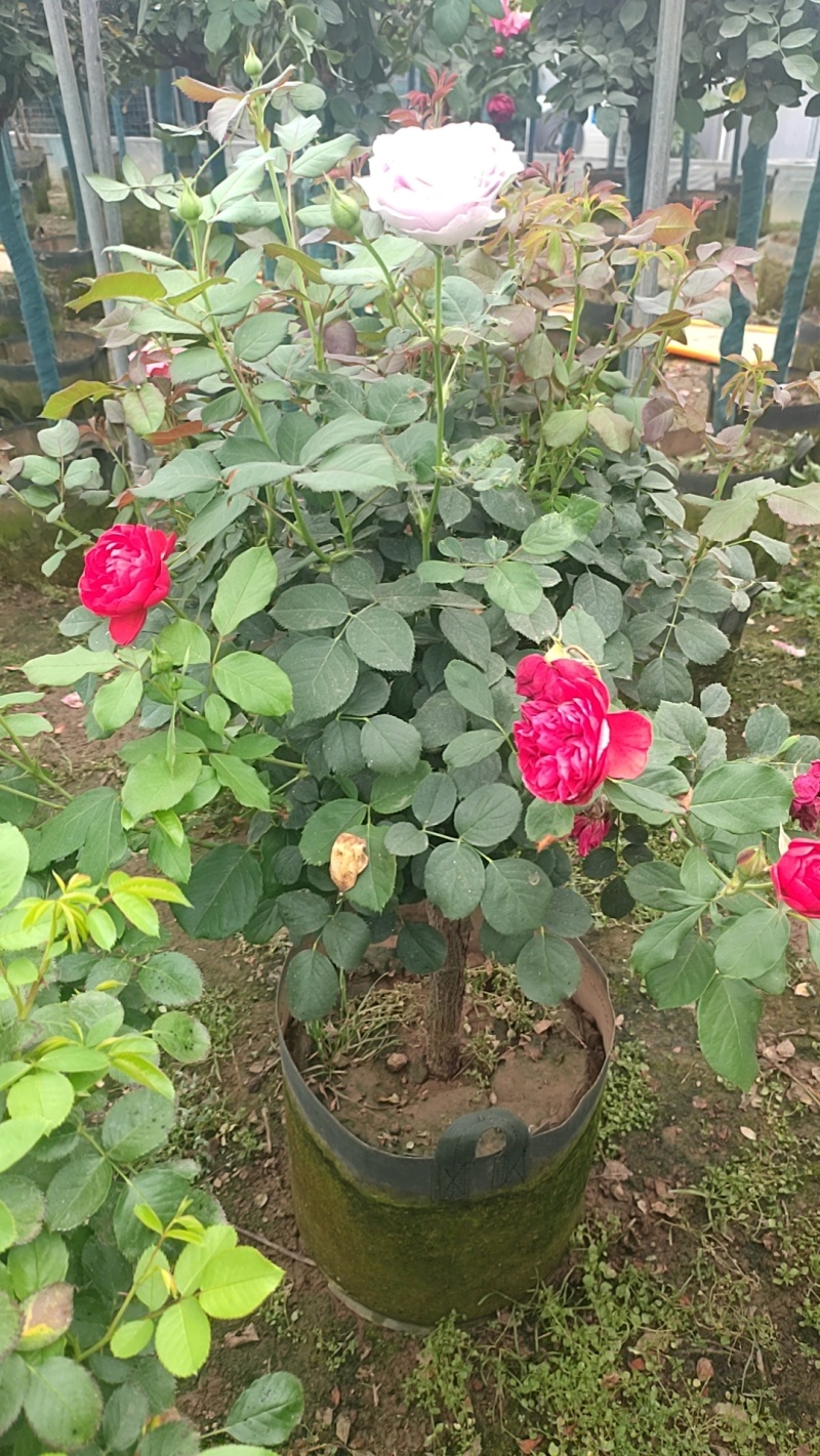 风车茉莉花