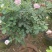 风车茉莉花