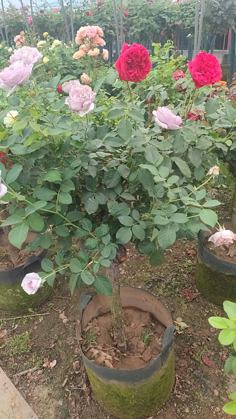 风车茉莉花