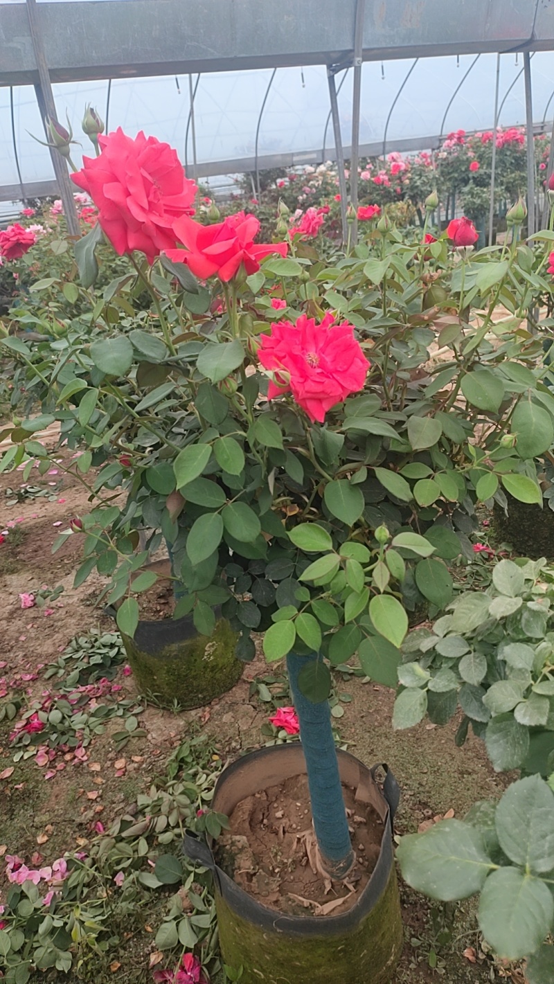 风车茉莉花