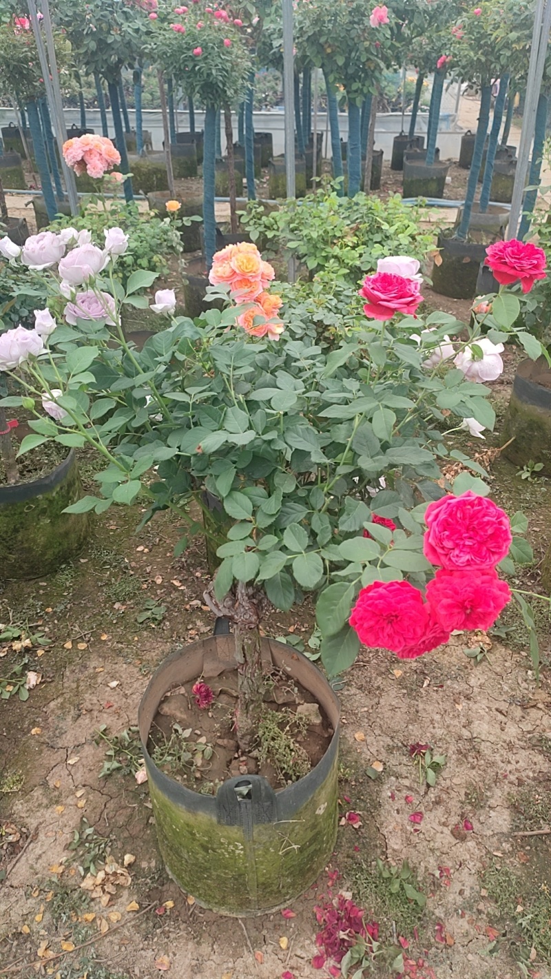 风车茉莉花