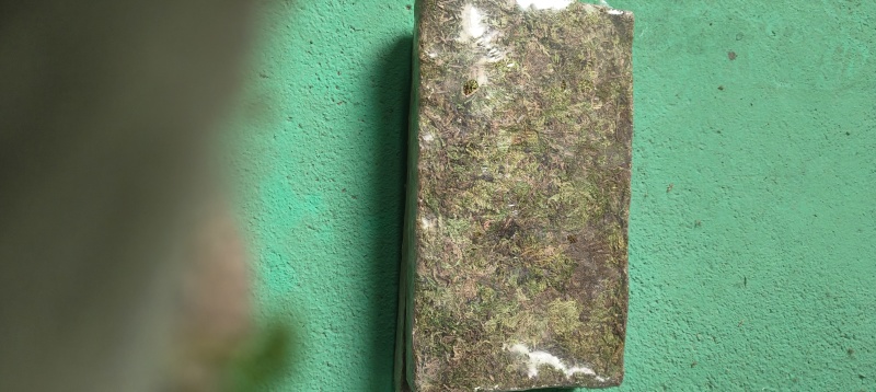 贵州天然水苔产地发货一手货源质量好厂家直销