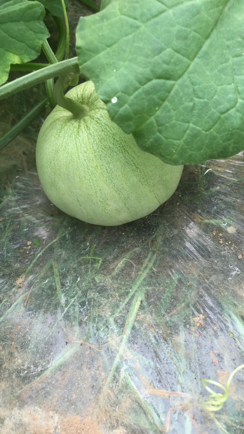 广蜜甜瓜1号