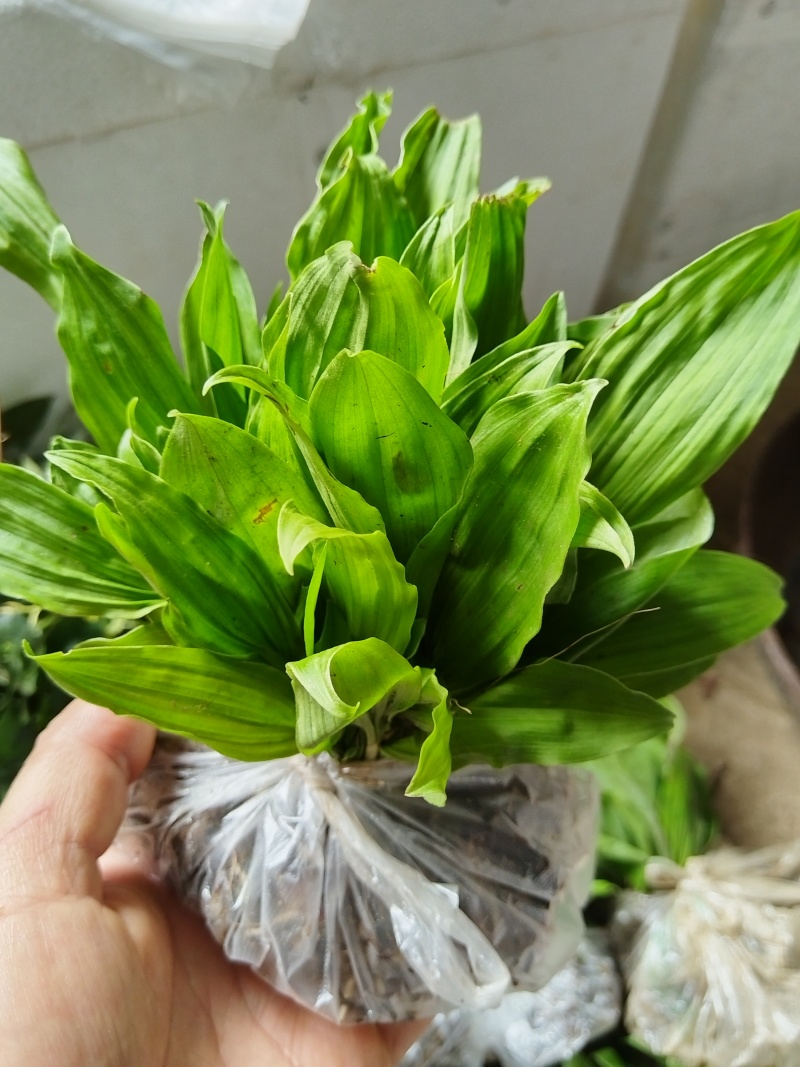冰球子成品，种苗出售，欢迎需要的朋友咨询订购！