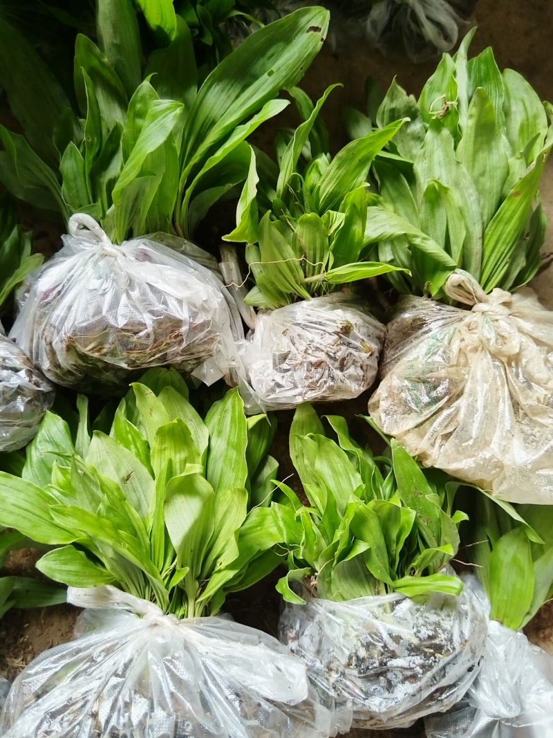 冰球子成品，种苗出售，欢迎需要的朋友咨询订购！