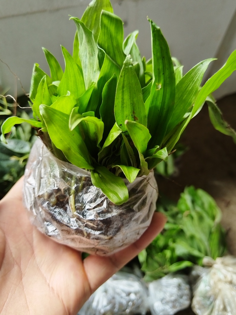 冰球子成品，种苗出售，欢迎需要的朋友咨询订购！