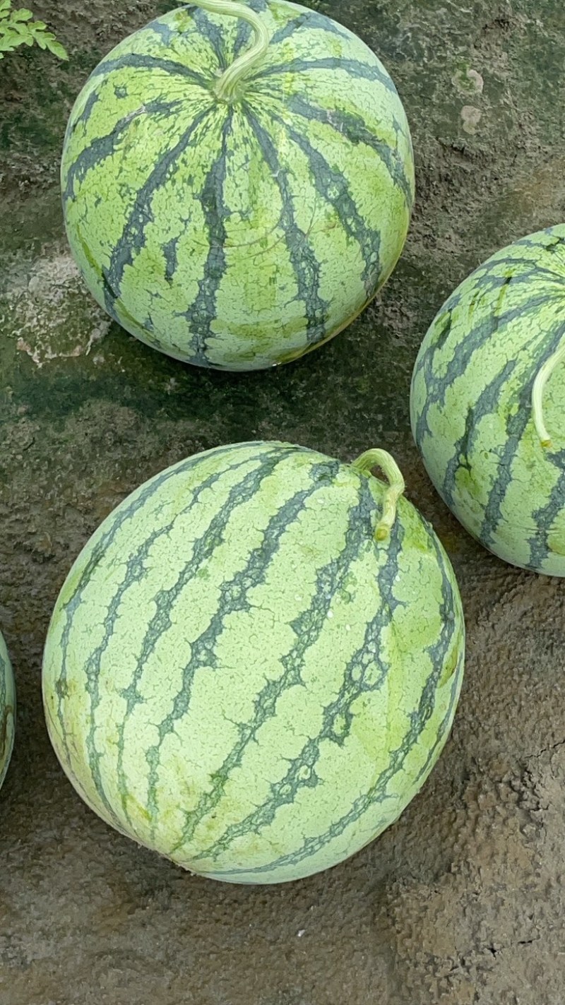 萧山围垦露天美都