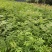 川黄柏大叶，厚皮品种，欢迎下单