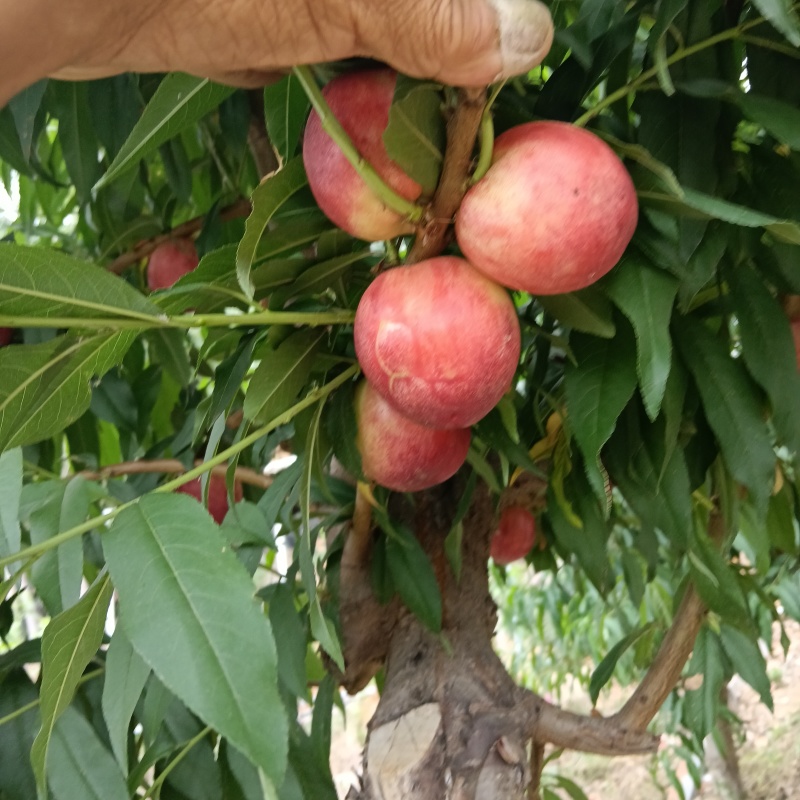 中油珠玉