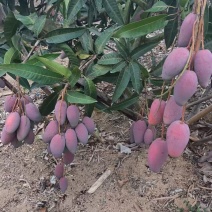 贵妃芒果