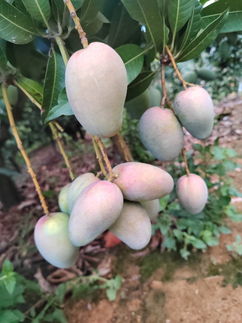 小台农芒果