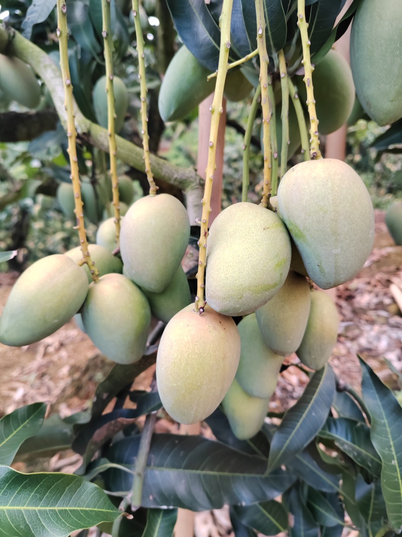 小台农芒果