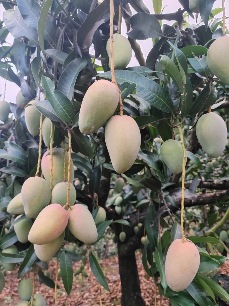 小台农芒果