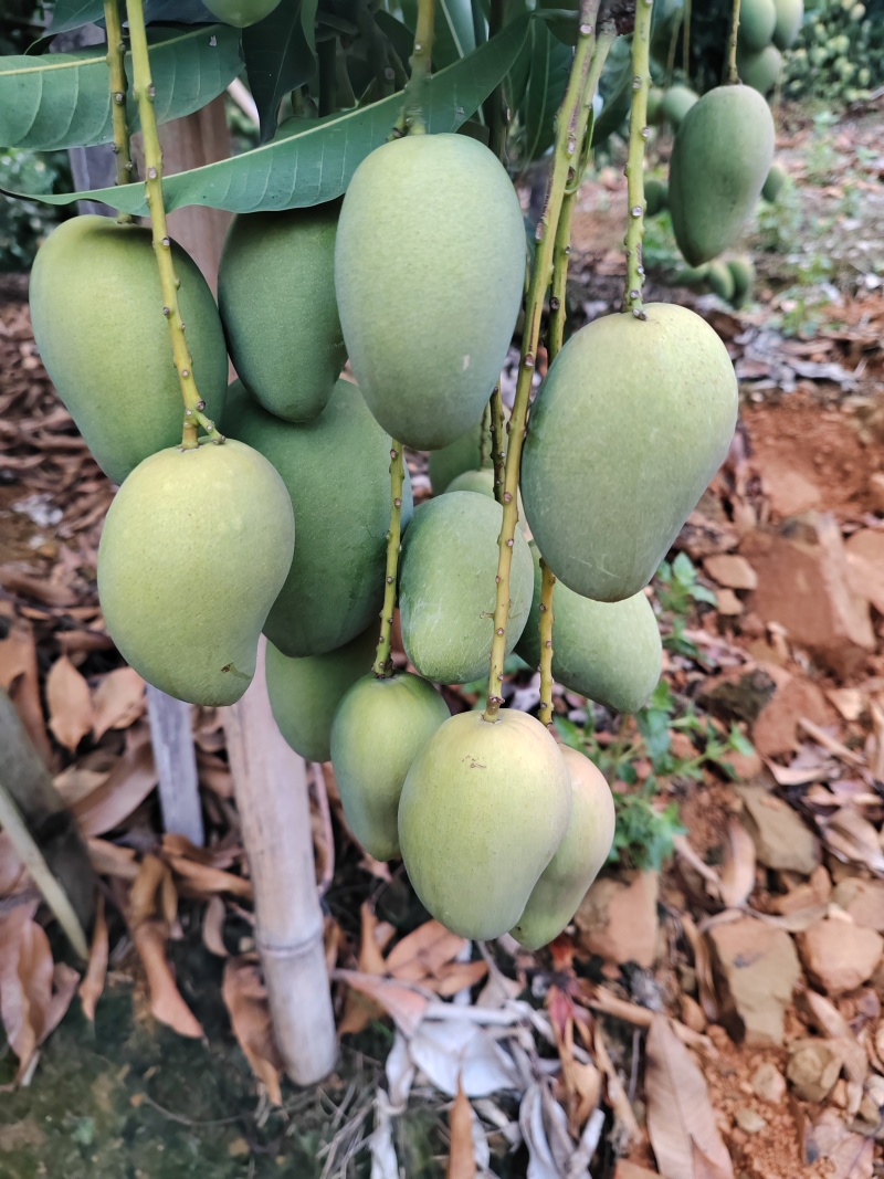 小台农芒果