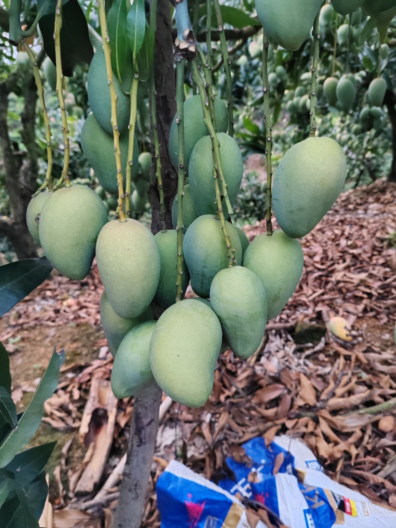 小台农芒果