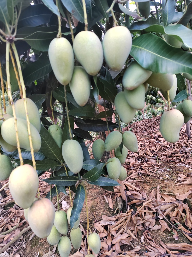 小台农芒果