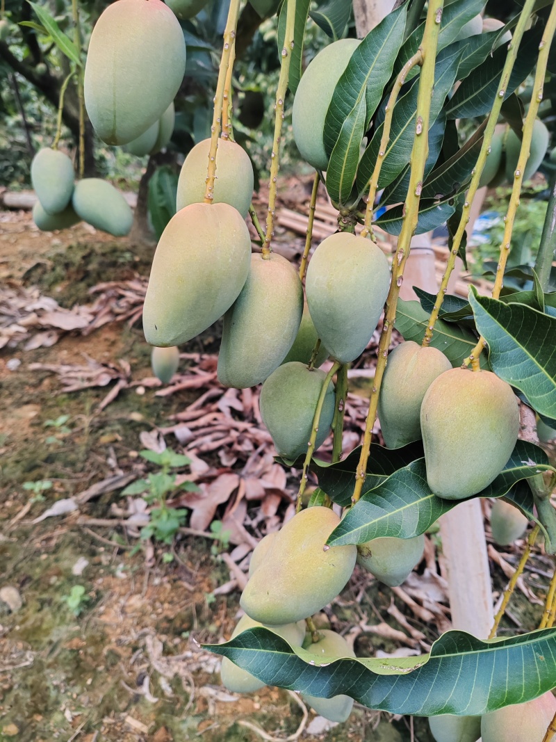 小台农芒果
