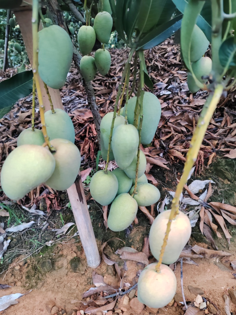 小台农芒果