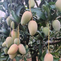 小台农芒果