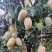 小台农芒果