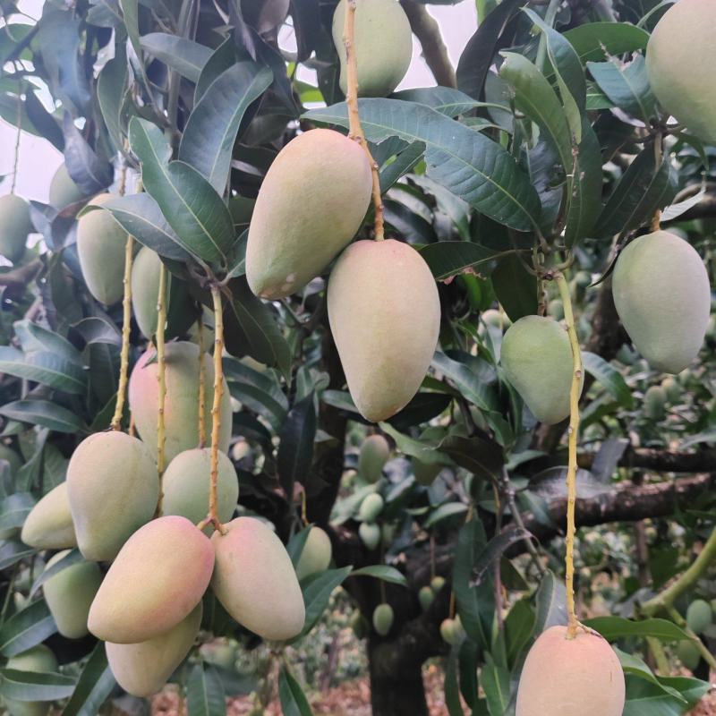 小台农芒果
