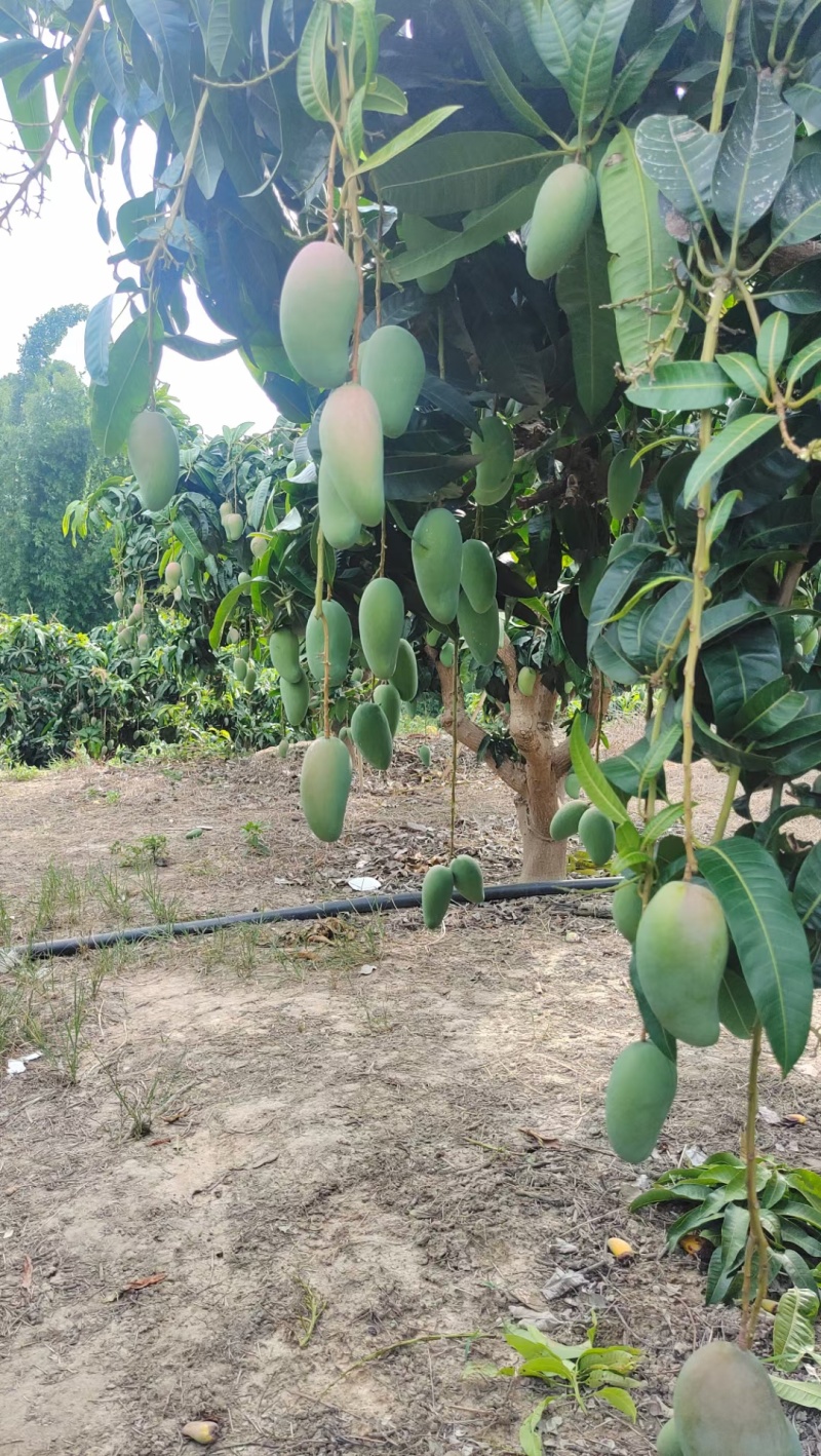金皇芒果