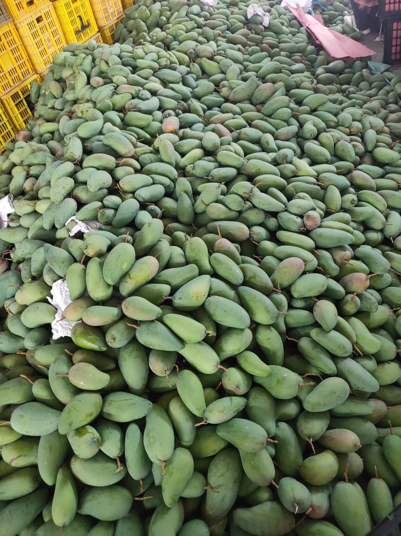 金皇芒果