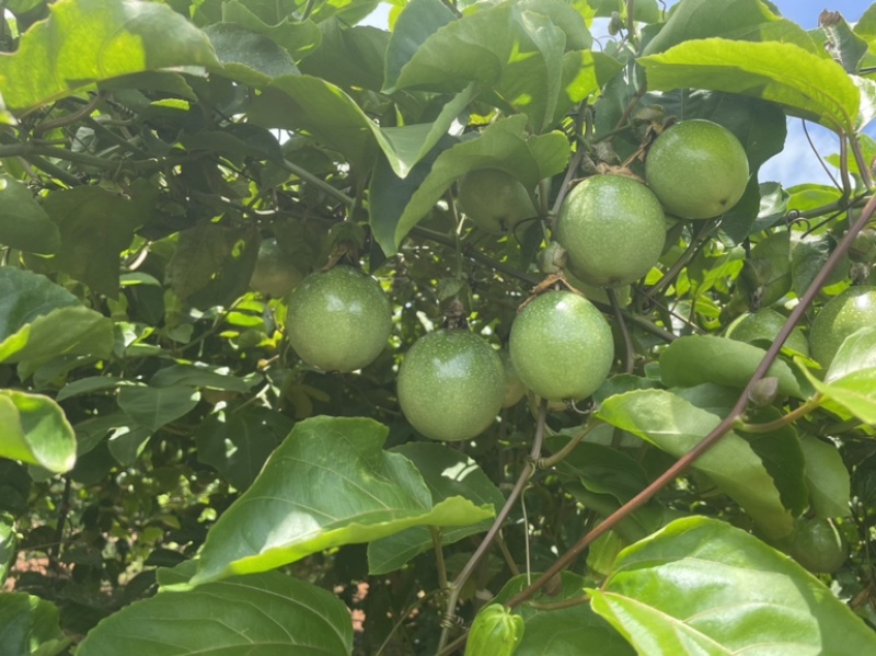 钦蜜9号黄金百香果（海口基地）