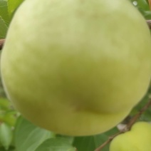 香白杏