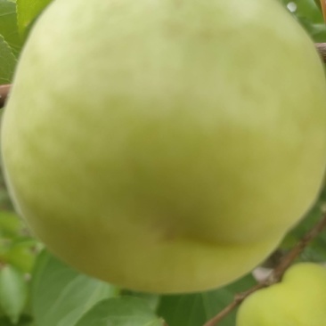 香白杏