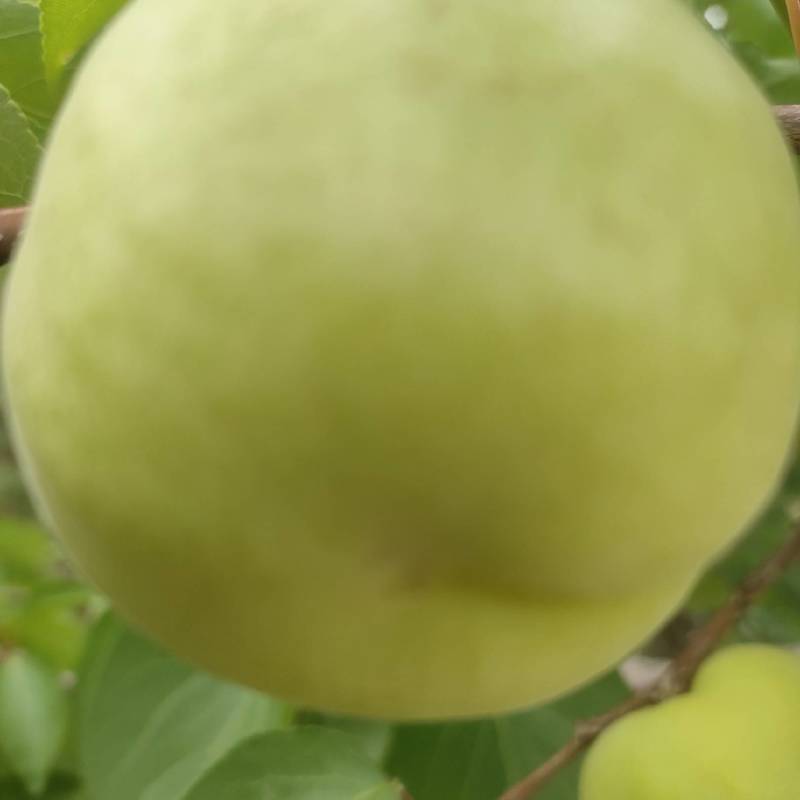 香白杏