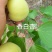 香白杏
