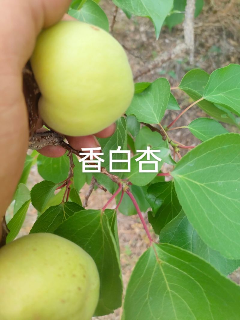 香白杏