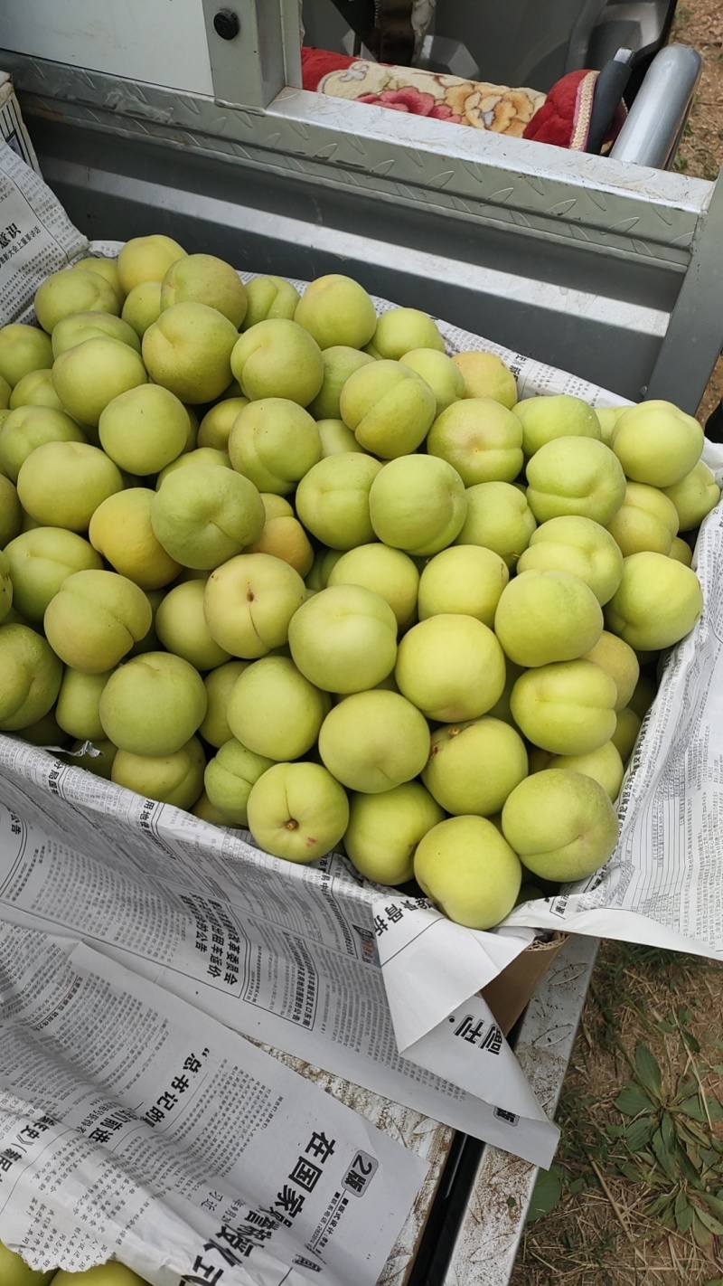 香白杏