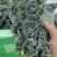 羽衣甘蓝全年供应，绿宝品种，高品质出仓标准！
