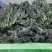 羽衣甘蓝全年供应，绿宝品种，高品质出仓标准！