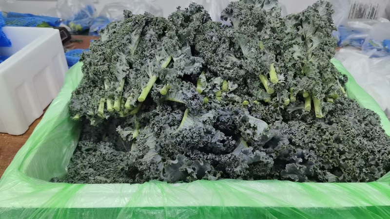 羽衣甘蓝全年供应，绿宝品种，高品质出仓标准！