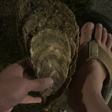 珠海白蚝批发