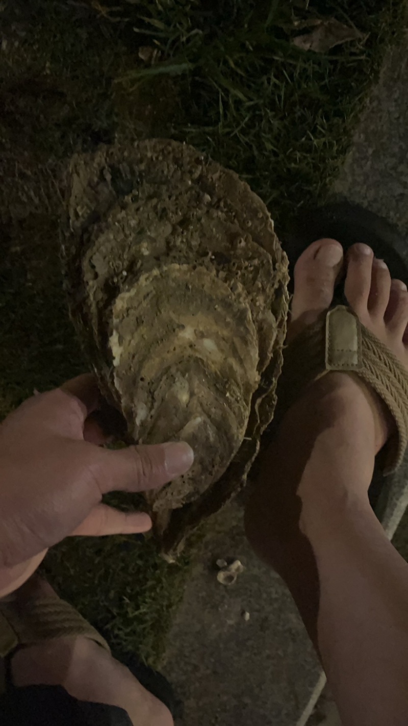 珠海白蚝批发