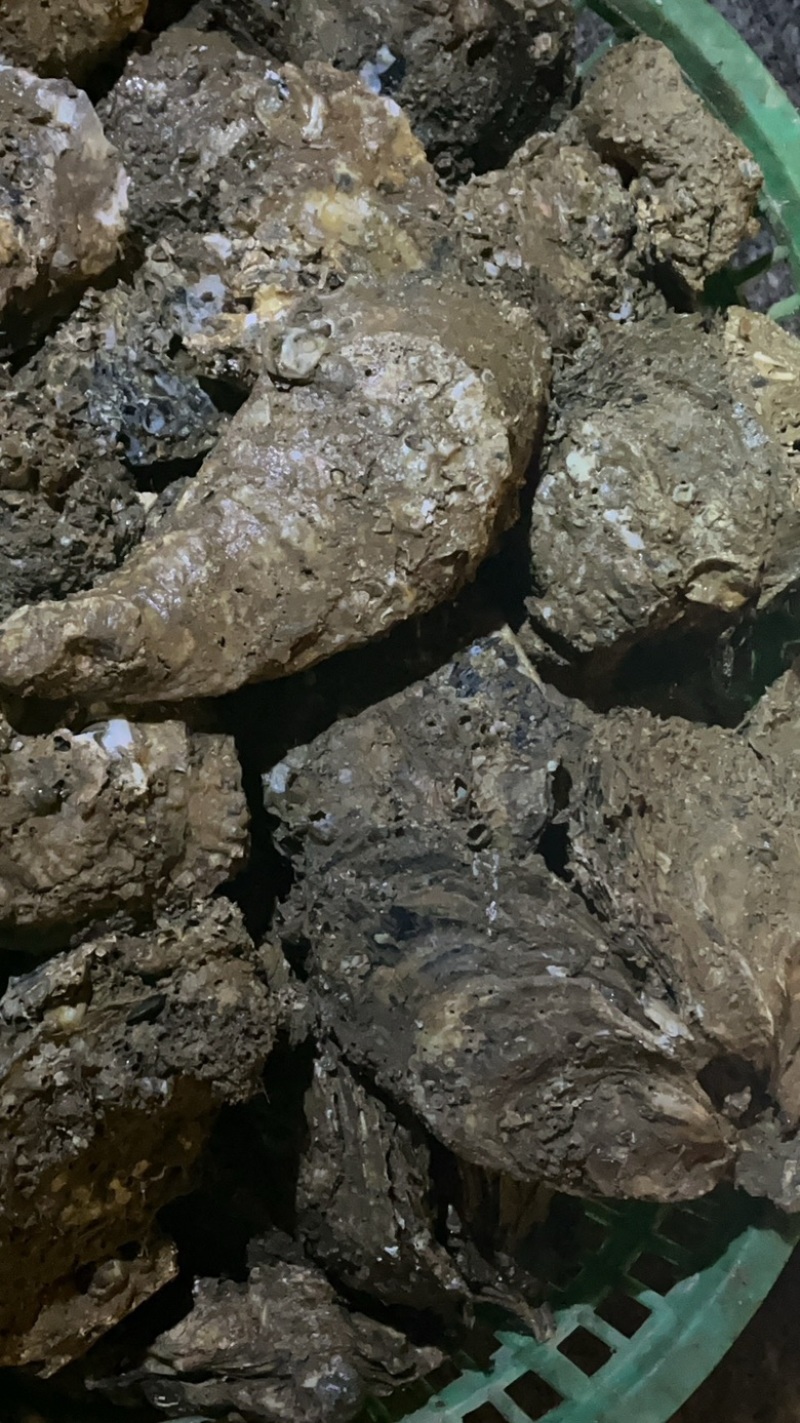 珠海白蚝批发
