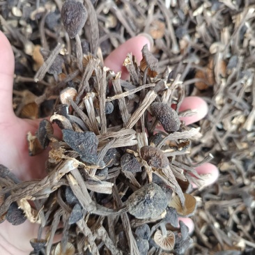 黑皮鸡枞，嫩鸡枞干货，实拍图，货图一致。
