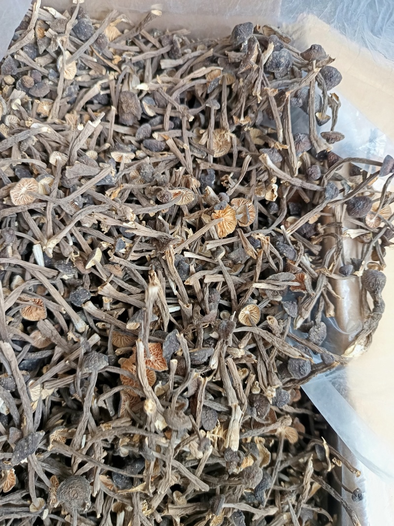 黑皮鸡枞，嫩鸡枞干货，实拍图，货图一致。